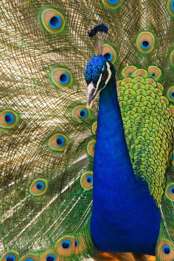 Peacock Dream Earrings